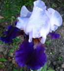 Iris - Vilkdalgis - Tropical Night